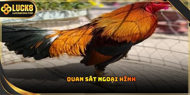 Người chơi phải thật tinh mắt để nhận diện được dấu hiệu chiến kê tốt